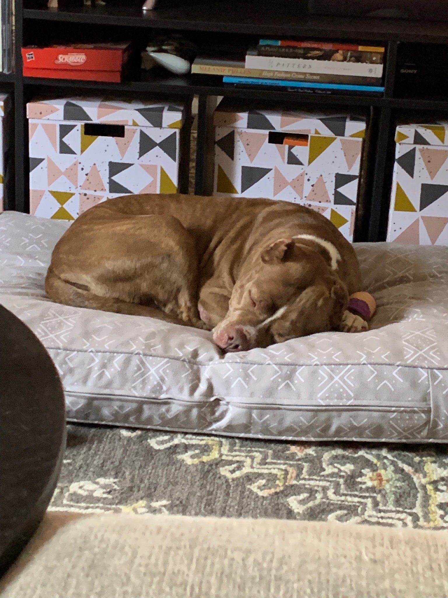 Shortcake taking a nap